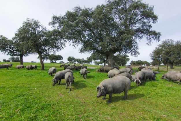 Ibérico Vepřová krkovice